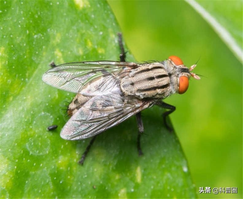 苍(cang)蝇能飞多高（苍蝇能飞多(duo)高的地方）-第10张图片-悠嘻资讯网(wang)