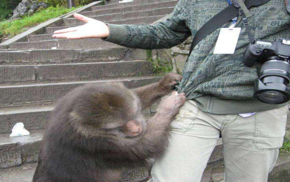 印度一只小猴被狗咬死,猴狗大战爆发250条狗被杀,遭团灭