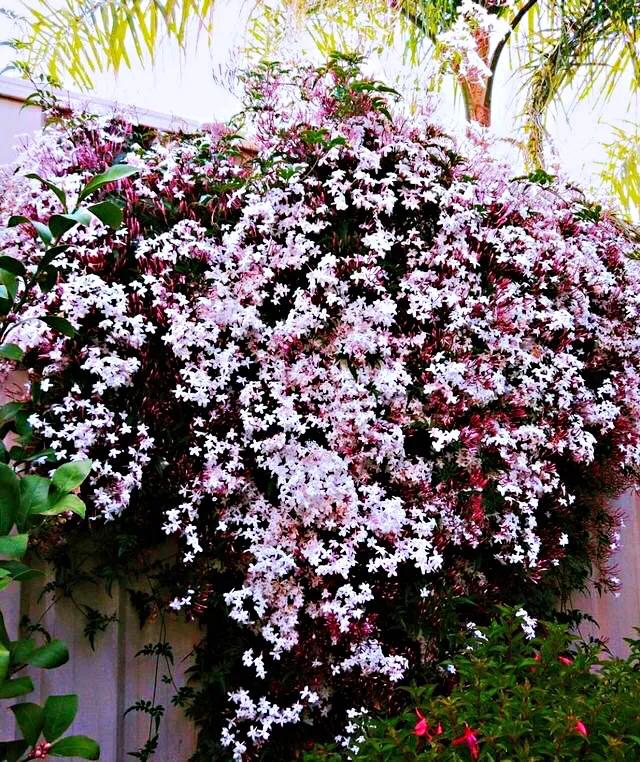 芳枝馥郁，仙气飘飘的素馨花