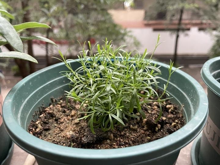 3,养满天星要多施肥,因为它的生长速度很快,而且几乎每天都在萌发花苞