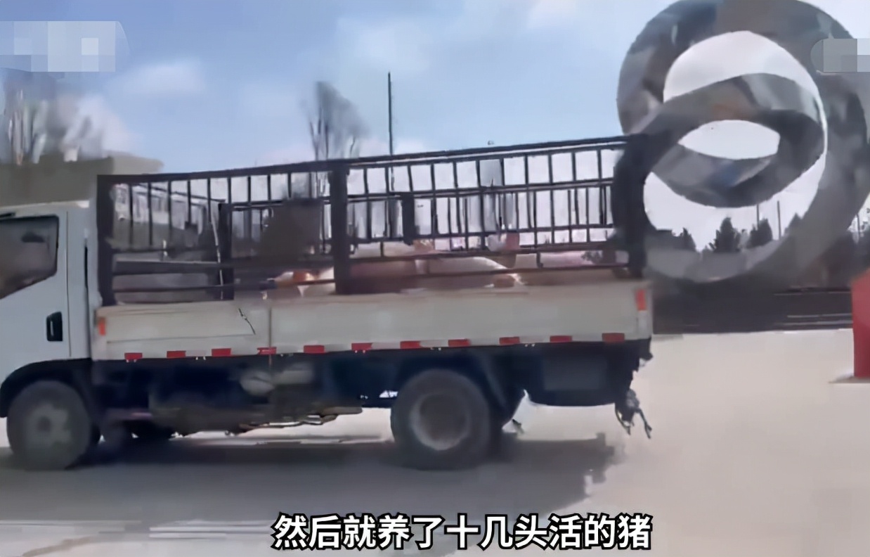 吉林一高校被封，校长为学生购买10多头活猪，评论区叫人笑不活了