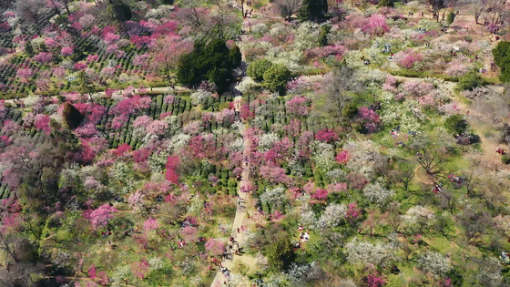 看完这篇文章，终于可以说一句：你好，南京的春天