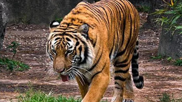 猛兽动态图片(世界上最凶猛的老虎排名，东北虎屈居第二，第一名凶狠无比)