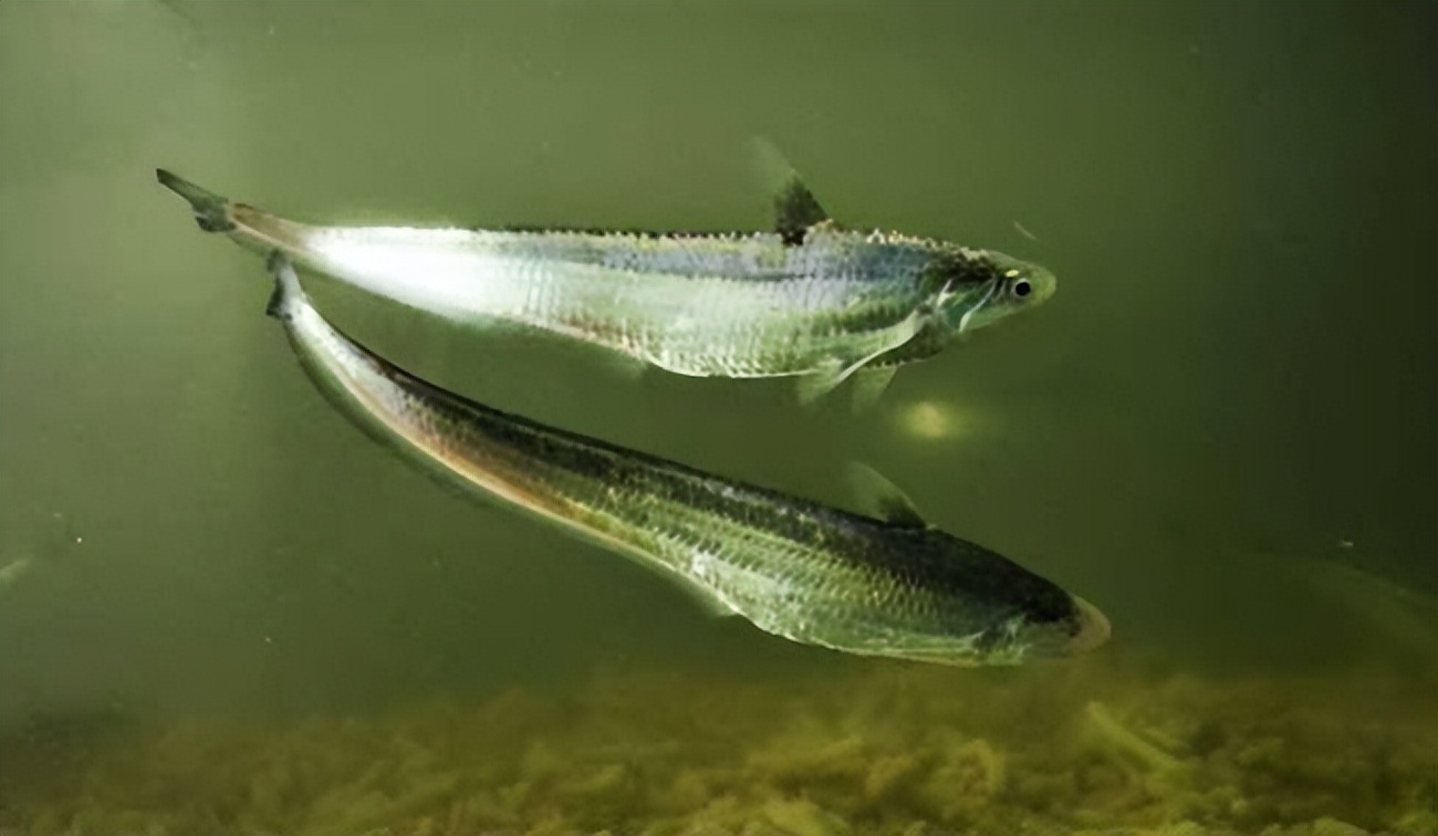 二,野生长江刀鱼