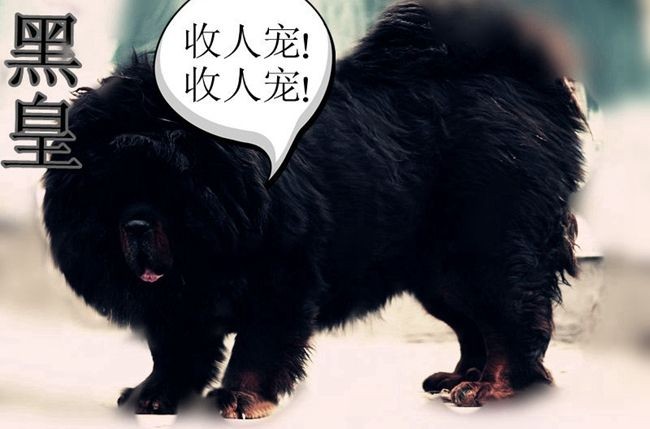 《遮天》人物大赏
