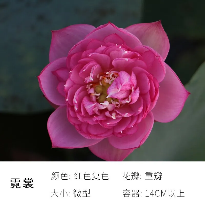 碗里就能种的荷花，1节藕种土里，初夏就开花