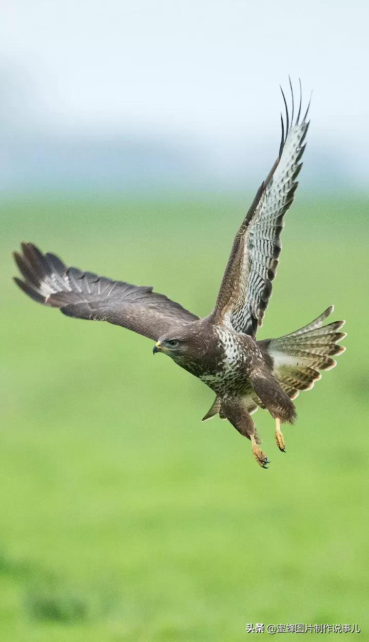 有关雏鹰的名言关于雄鹰的励志名言或对联