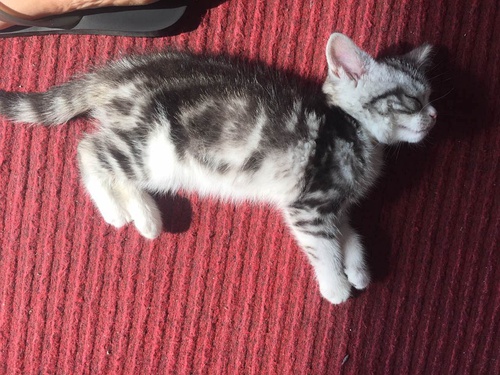 新手养猫必看：如何预防和治疗猫瘟？