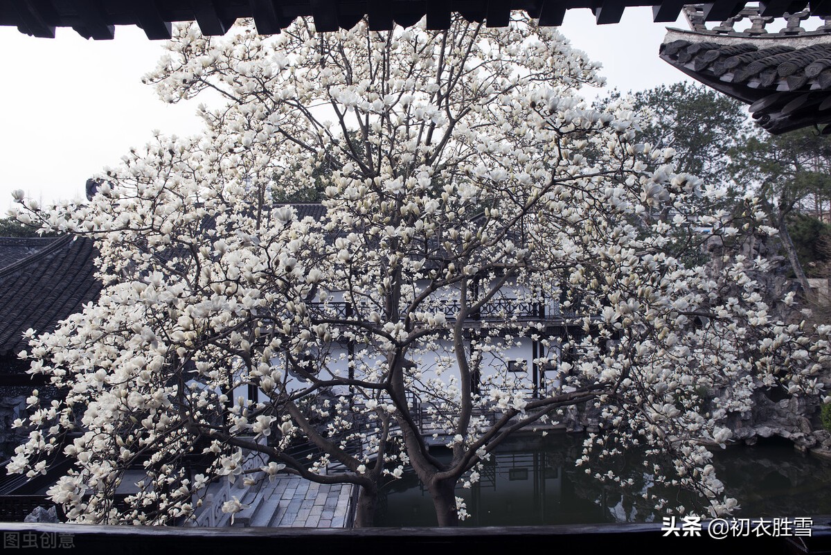 仲春花信之木兰花美诗六首：微雨微风寒食节，半开半合木兰花