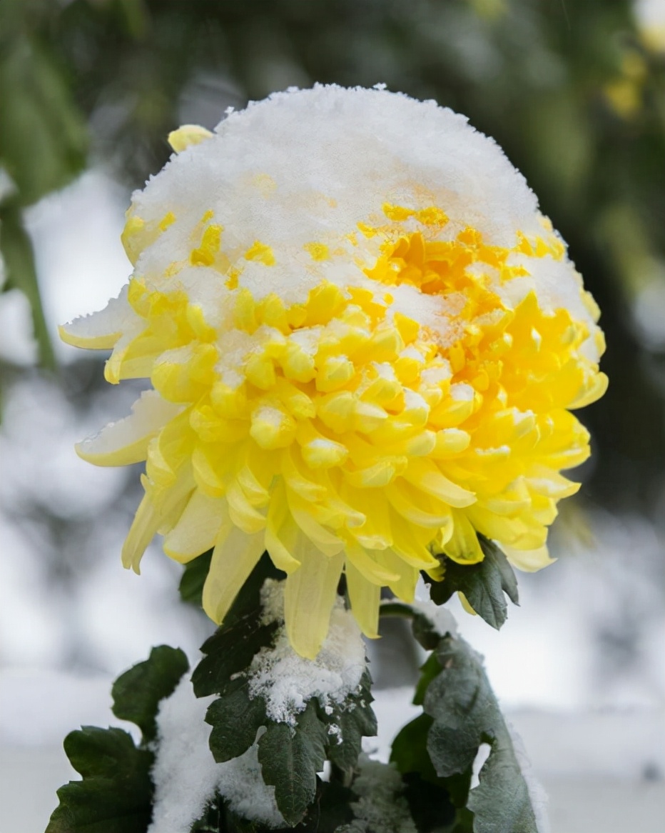 「诗词鉴赏」冬菊忘年友，十首有关冬菊的诗词，看菊花傲霜斗雪