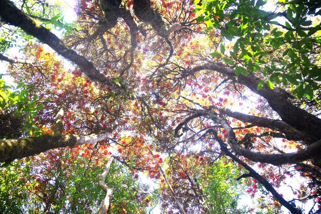 在腾冲，有一种红，叫杜鹃花开映山红