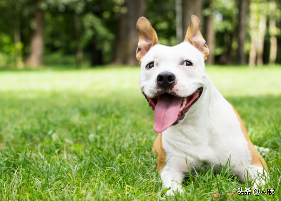 美国人评出排名前 63 最聪明的犬种