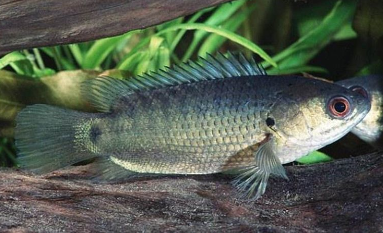 广东过山鲫泛滥成灾,渔民人人喊打,连会吃的广东人都无可奈何?