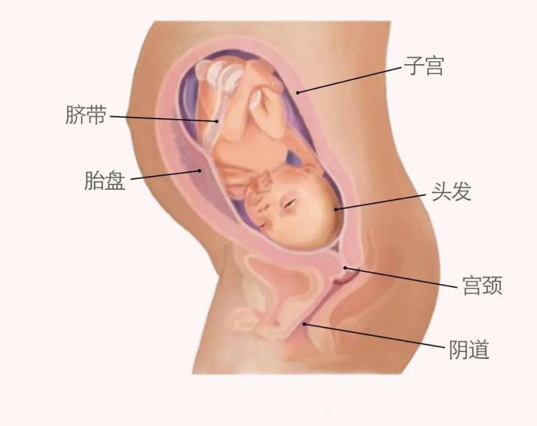 准妈妈们看过来，一文告诉你孩子在肚子里的点滴变化