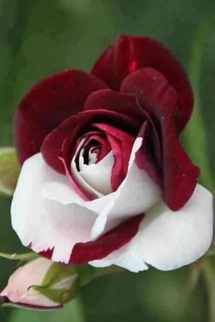 红玫瑰图片大全(分享图片，一组罕见绝美的玫瑰花，堪称花中极品)