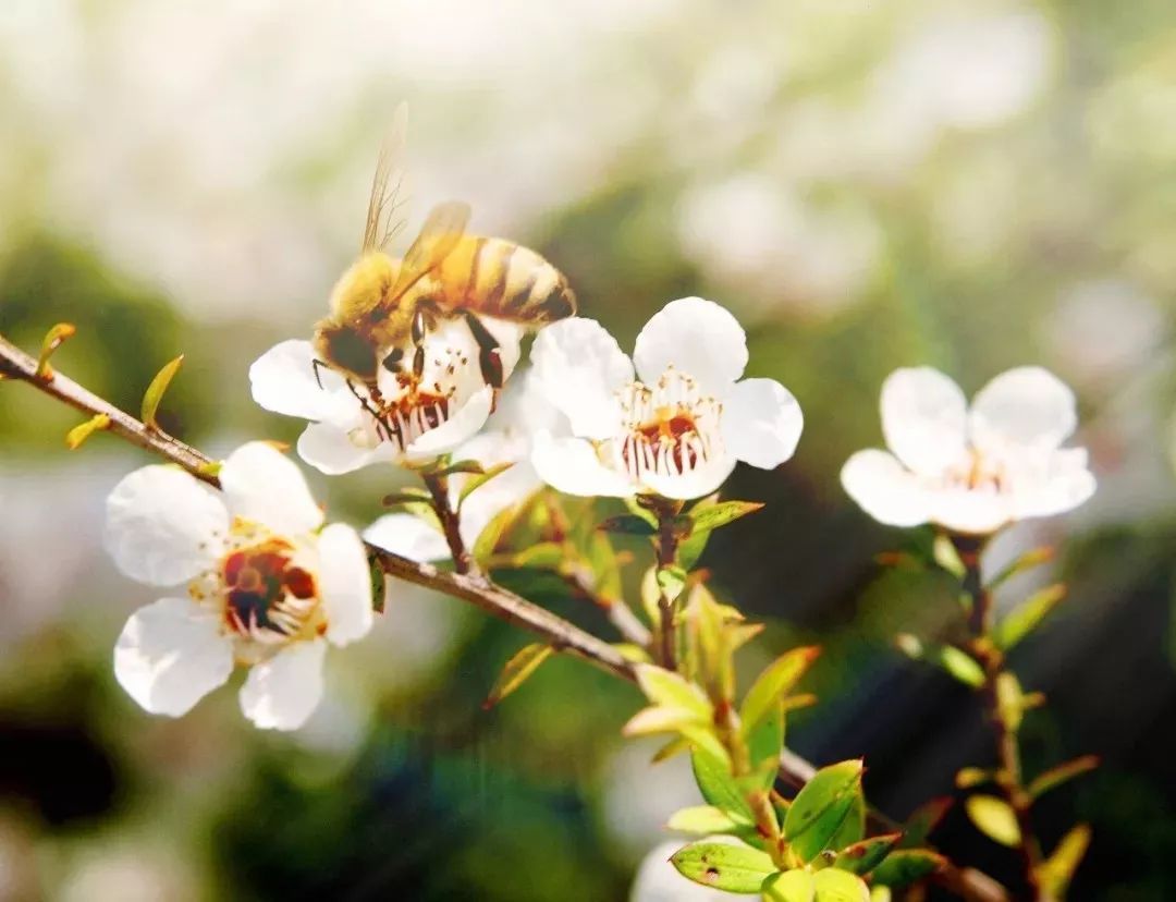 分离蜜和成熟蜜有什么不同(一文读懂什么是蜂蜜 蜂蜜中含有哪些物质？纯科普)