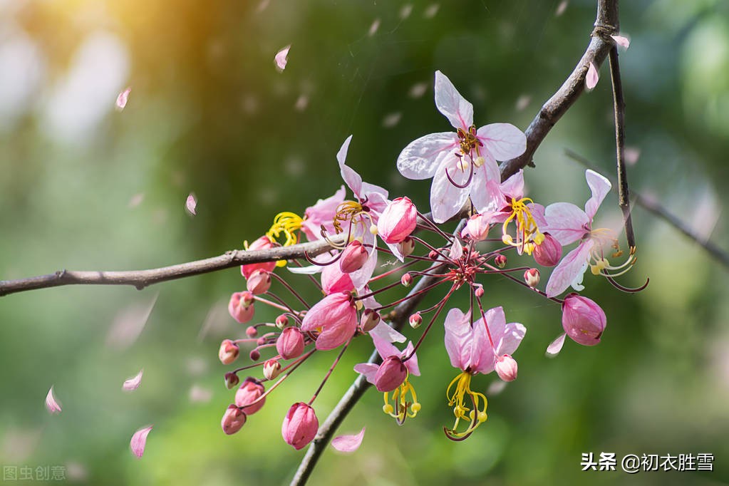 明丽芳草落花美诗六首：白日照绿草，落花散且飞