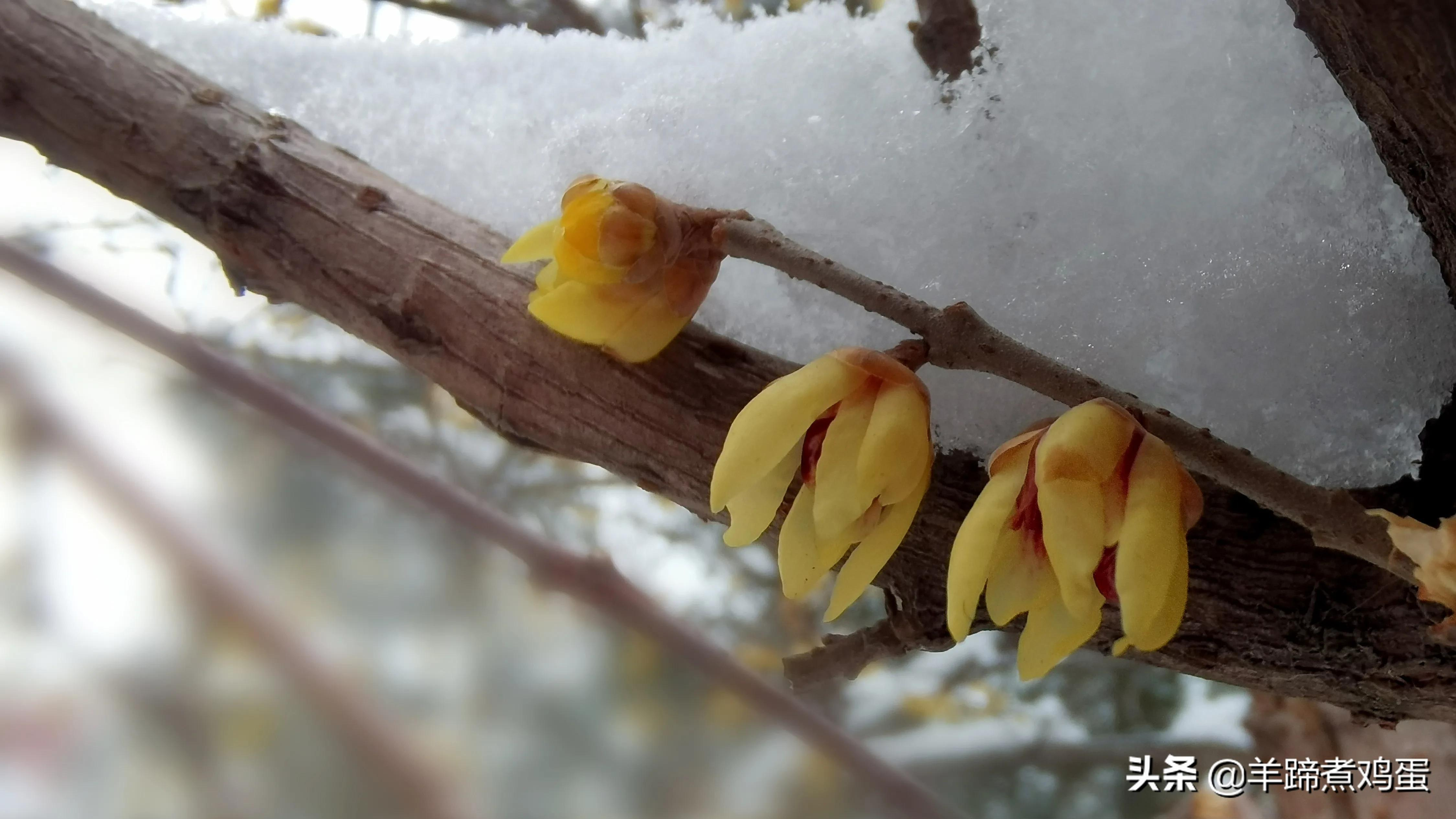 难览观园全画景雪覆腊梅一隅香——踏雪寻游北京大观园