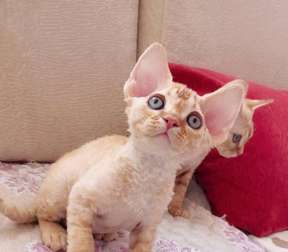 德文卷毛猫大概多少钱一只？德文卷毛猫的市场价是怎样？