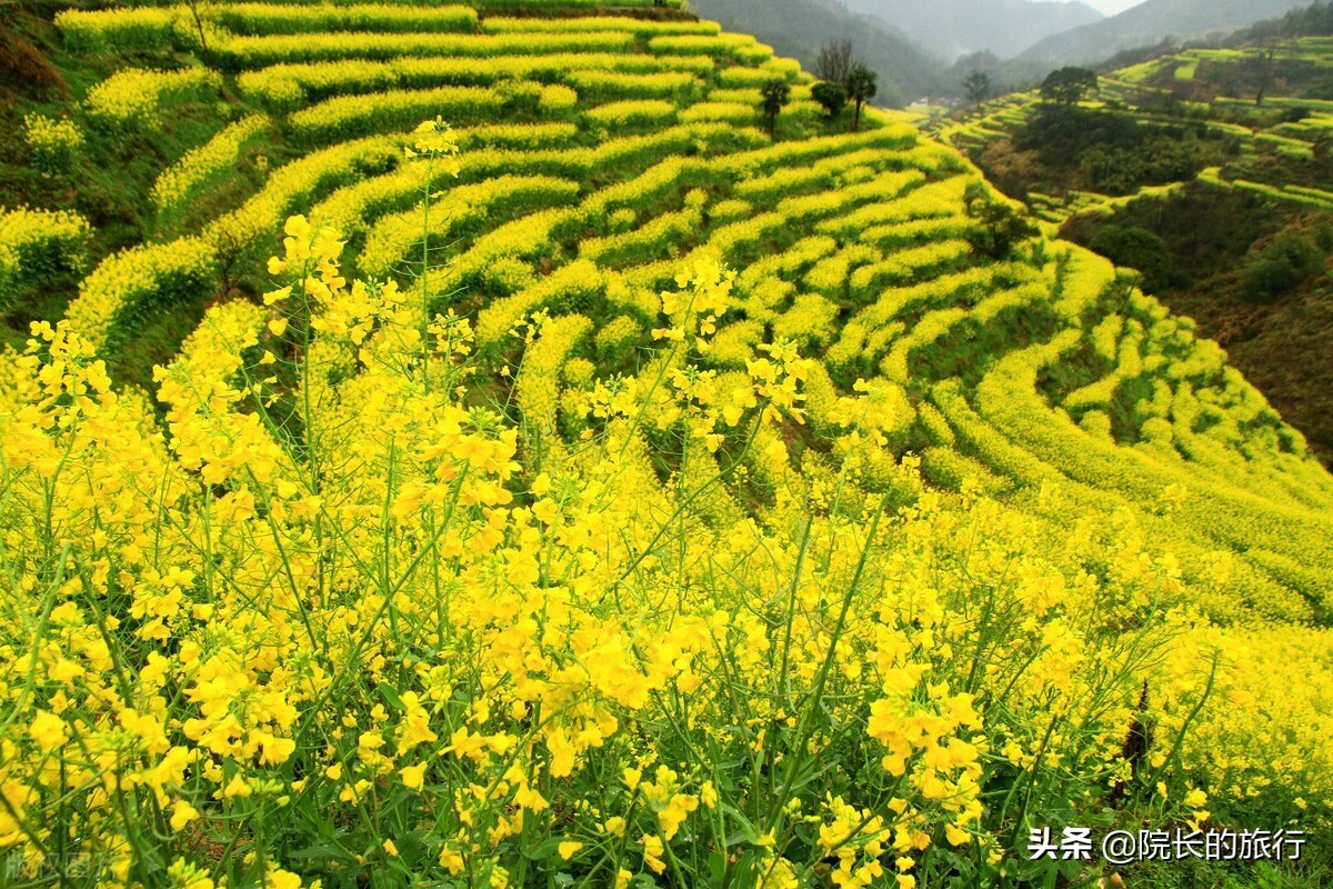 婺源油菜花什么时候开得最好，这5个赏花位置，建议收藏