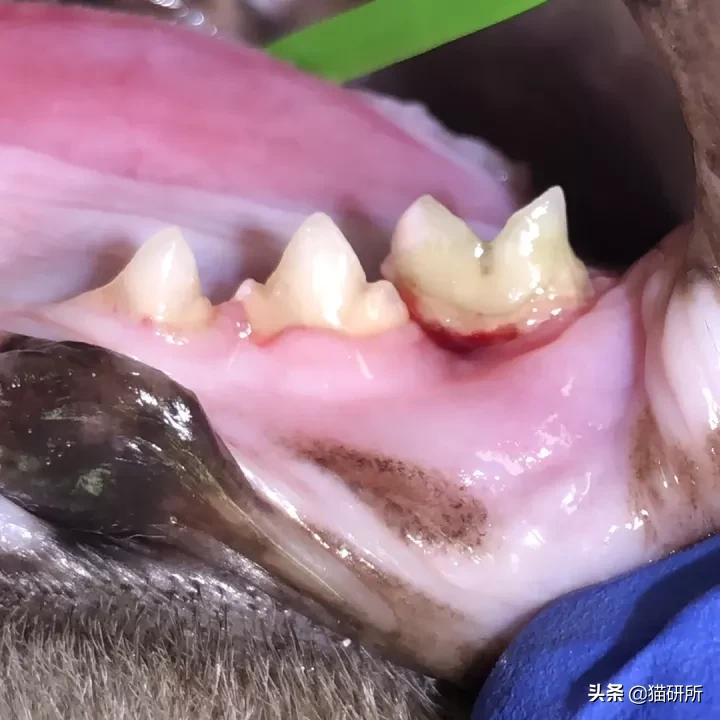 80%猫咪都有牙周炎?猫咪口臭就要警惕