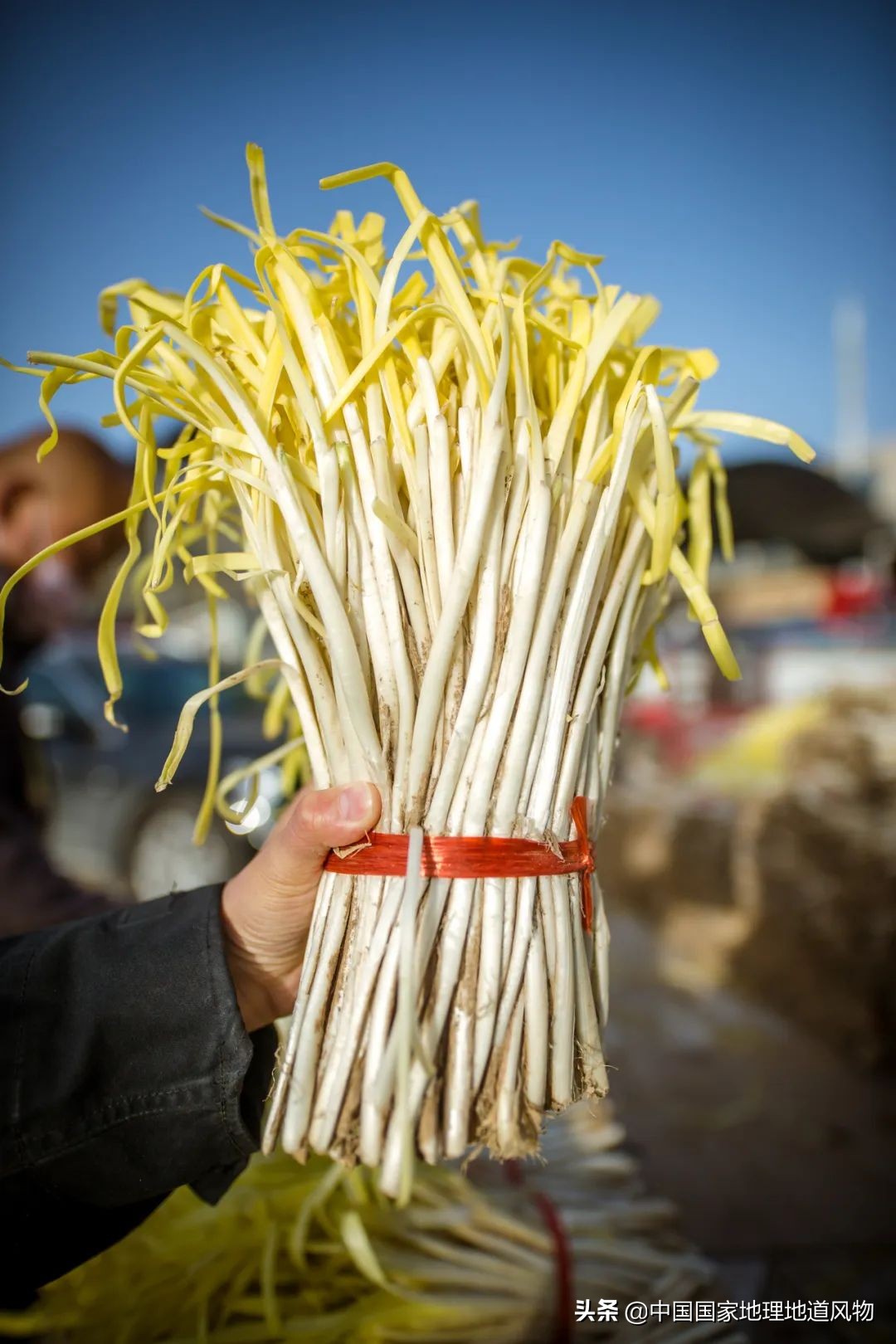 �й���͵����߲˴�ʡ��Ϊʲô�Ǹ��ࣿ