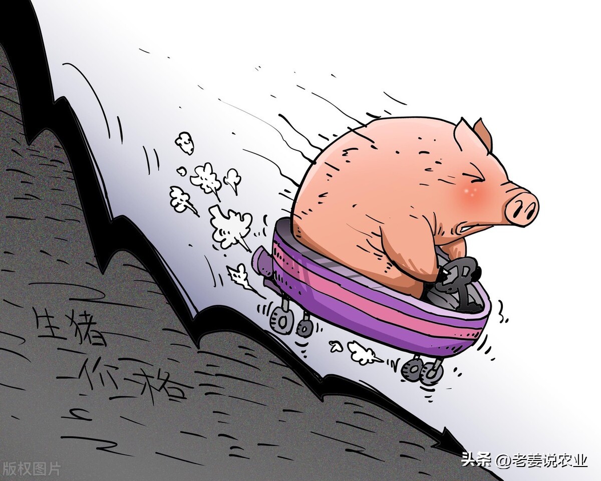 生猪价格一定下跌，仔猪的价格也会下跌，2023年5月10日生猪行情