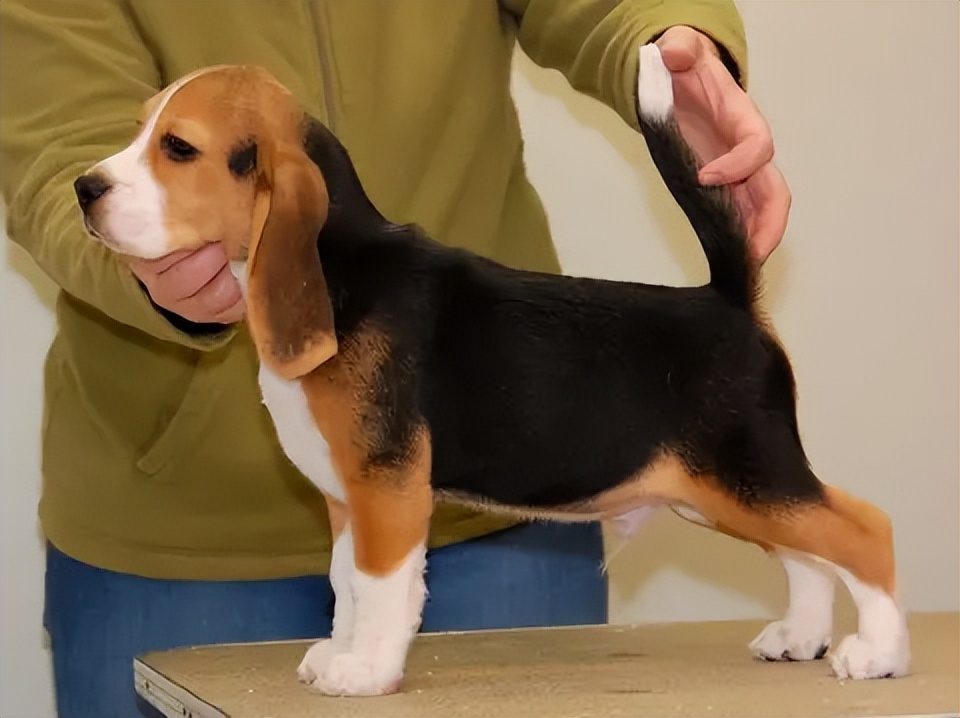 比格犬多少钱(比格犬价格多少钱?比格犬和巴吉度的区别?