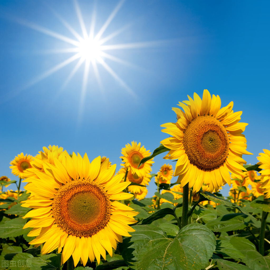 心若向阳,微笑向暖 smile at life