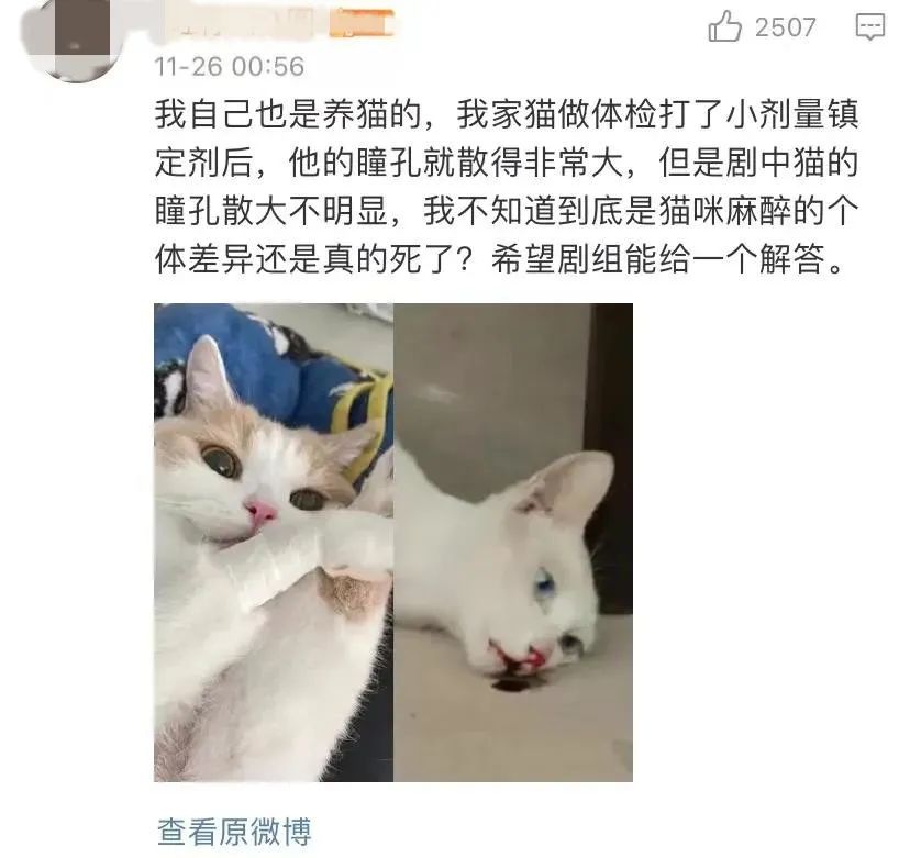 《当家主母》虐猫罗生门：动物是有生命的演员