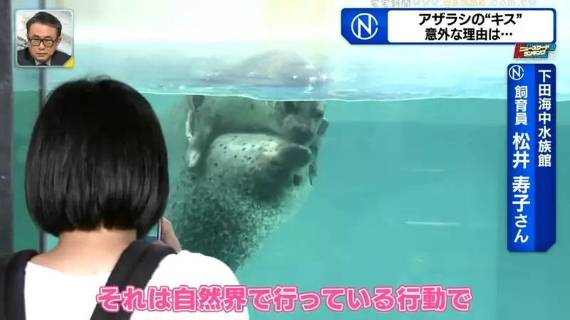 水族馆海豹超爱拥吻，惹人注目，日本饲养员：不是你想的那样
