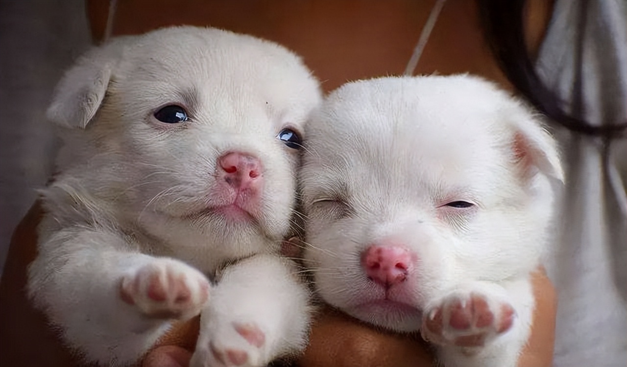 狗狗1岁=人7岁？那你大错特错了，附上最新的年龄换算表