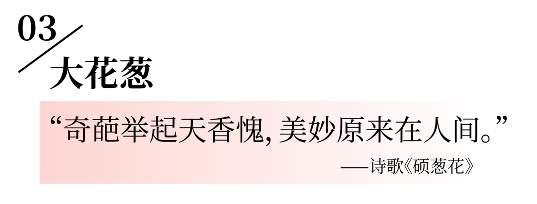 风不误，花有约，带点浪漫回家吧