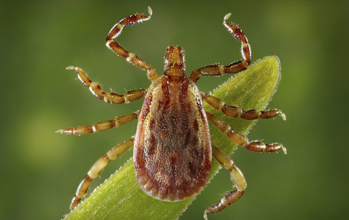 一条响尾蛇每年都可以消灭4500只左右的蜱虫和近千只老鼠,不但保护了