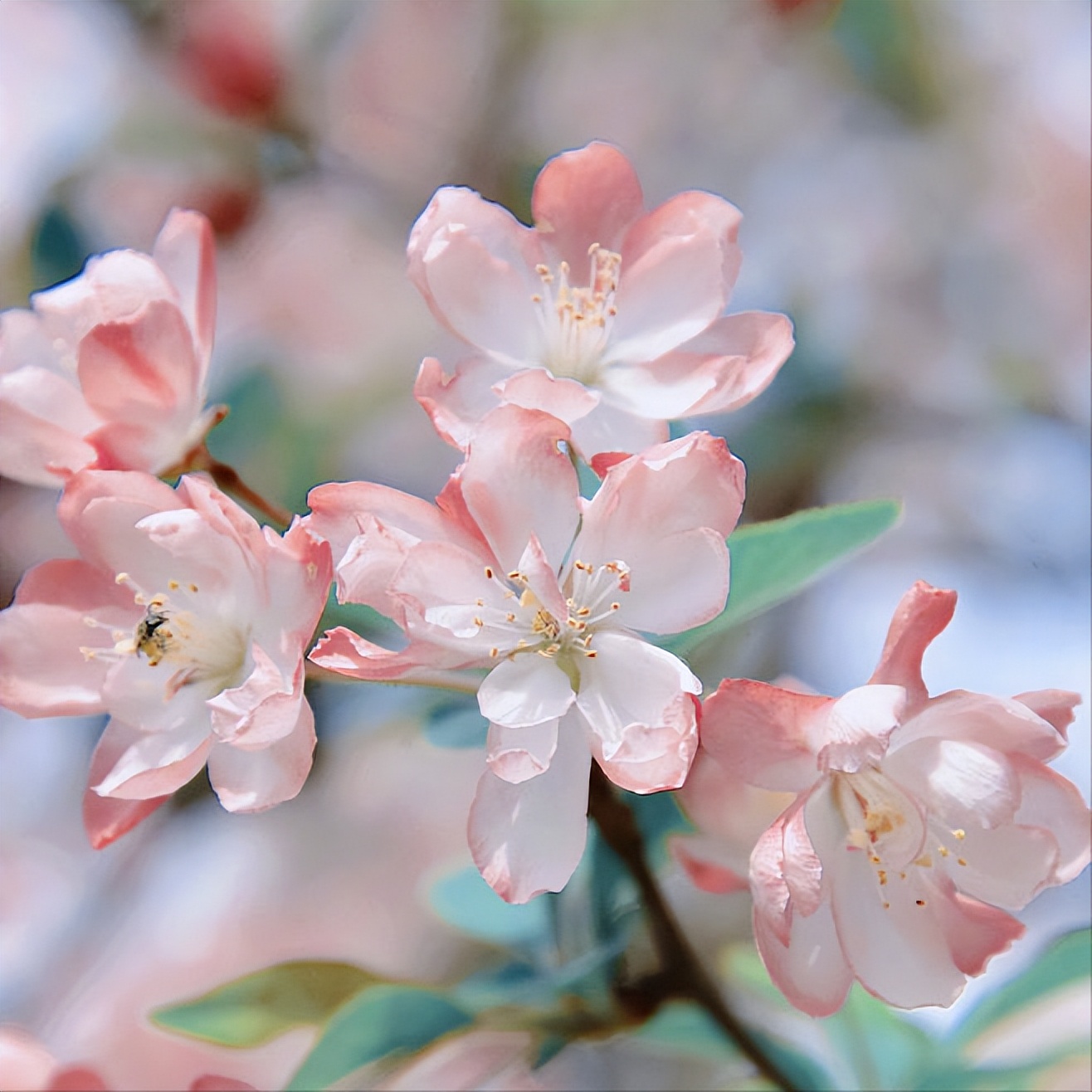 20首最美相思诗词，首首经典，每一首都有一个千古名句