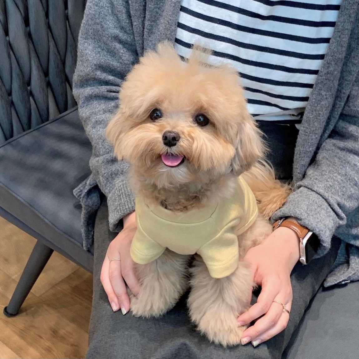 "马尔泰犬"火了!看完这些优点,忍不住想养一只