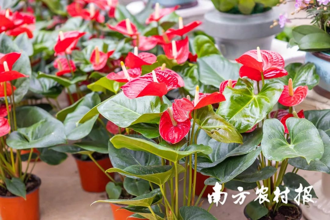 从化室内花卉哪些种类（年货推介第一弹！广东花市强势回归，哪朵花是你的最爱？（附各地市购花攻略））