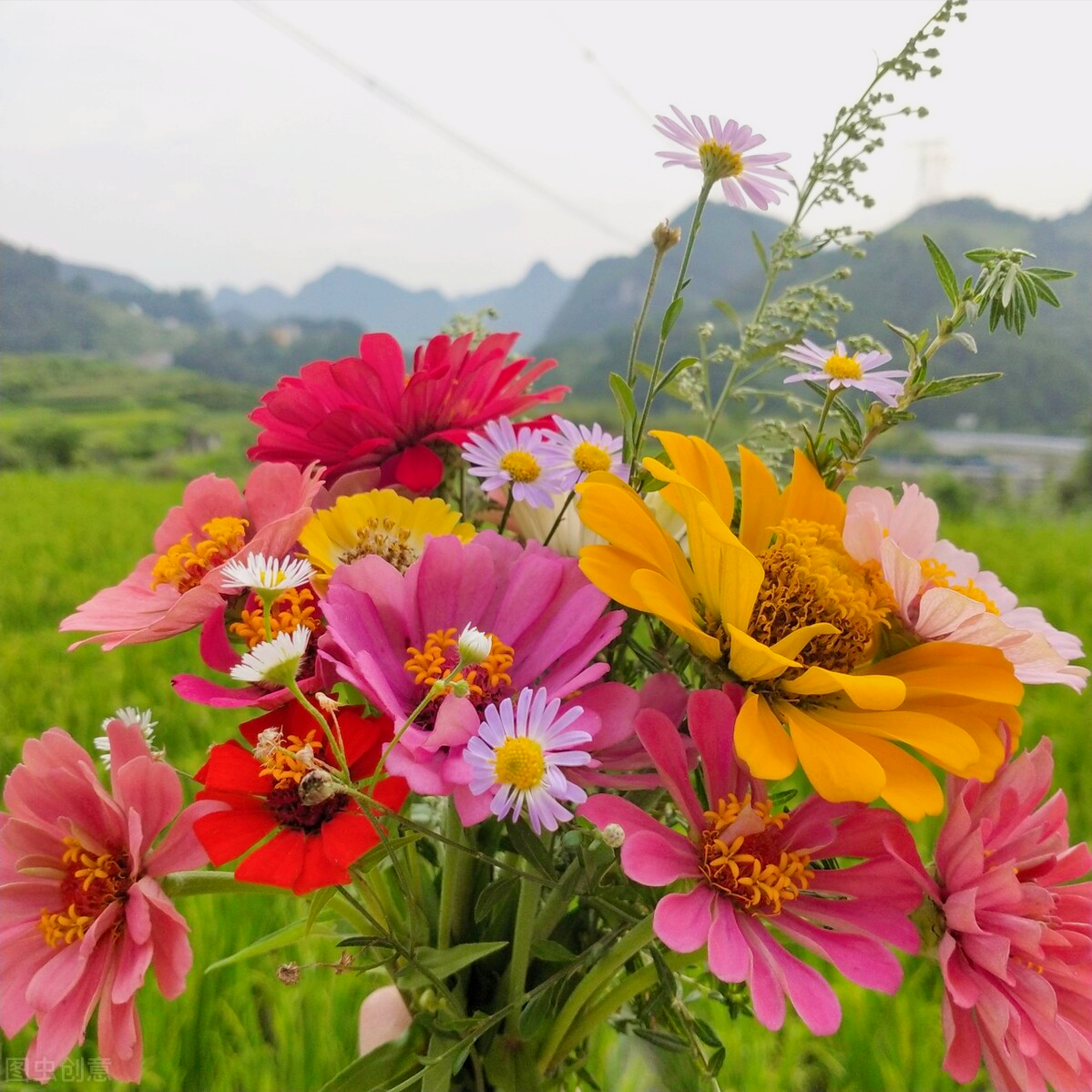 一花一世界，一花一叶送祝福，有花陪伴最幸福；有叶牵挂更美好