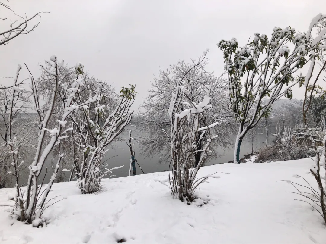 一场大雪一场欢，打雪仗、堆雪人，像小孩子一样激动兴奋