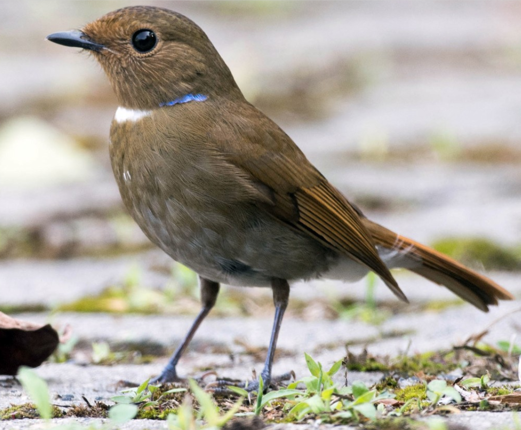 鸸鹋怎么读 鸸鹋的正确读音-大连问答网