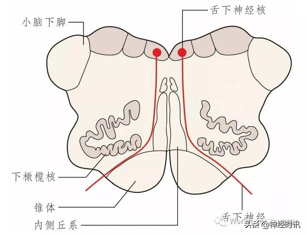 神经元结构图（高中生物神经元结构图）-第27张图片-昕阳网