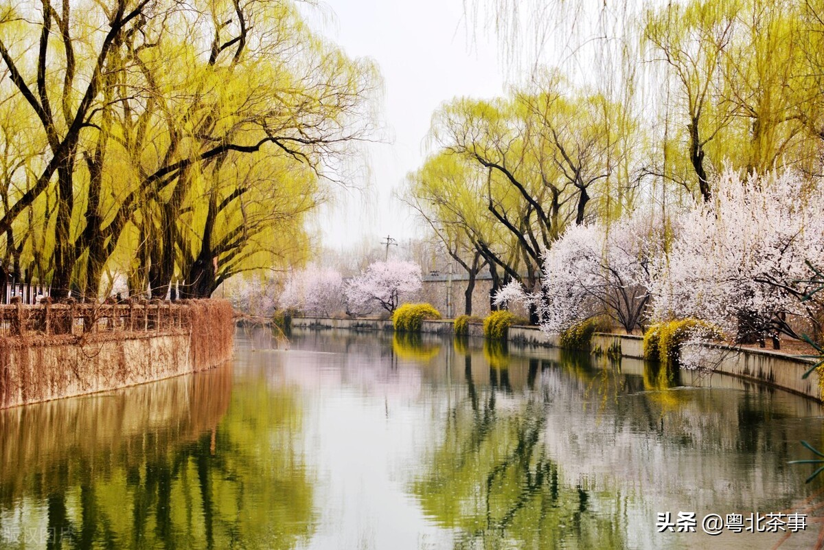 赏春，听雨，品茶