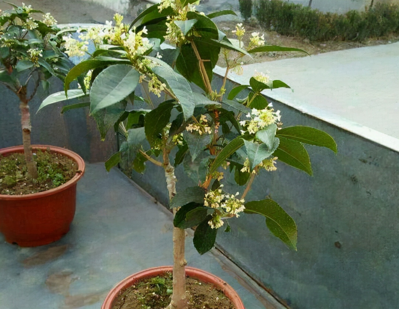 盆栽桂花什麼品種好(桂花盆栽的養護技巧)