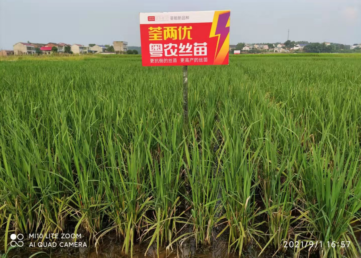 荃能稻·荃两优粤农丝苗—再生稻栽培技术指导