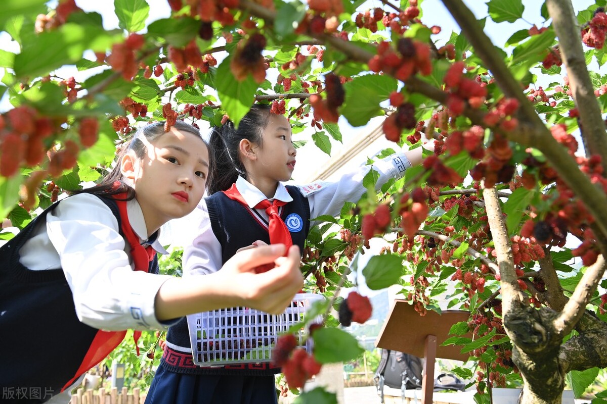 劳动课可以让学生做什么,家庭教育劳动教育学生篇(图3)