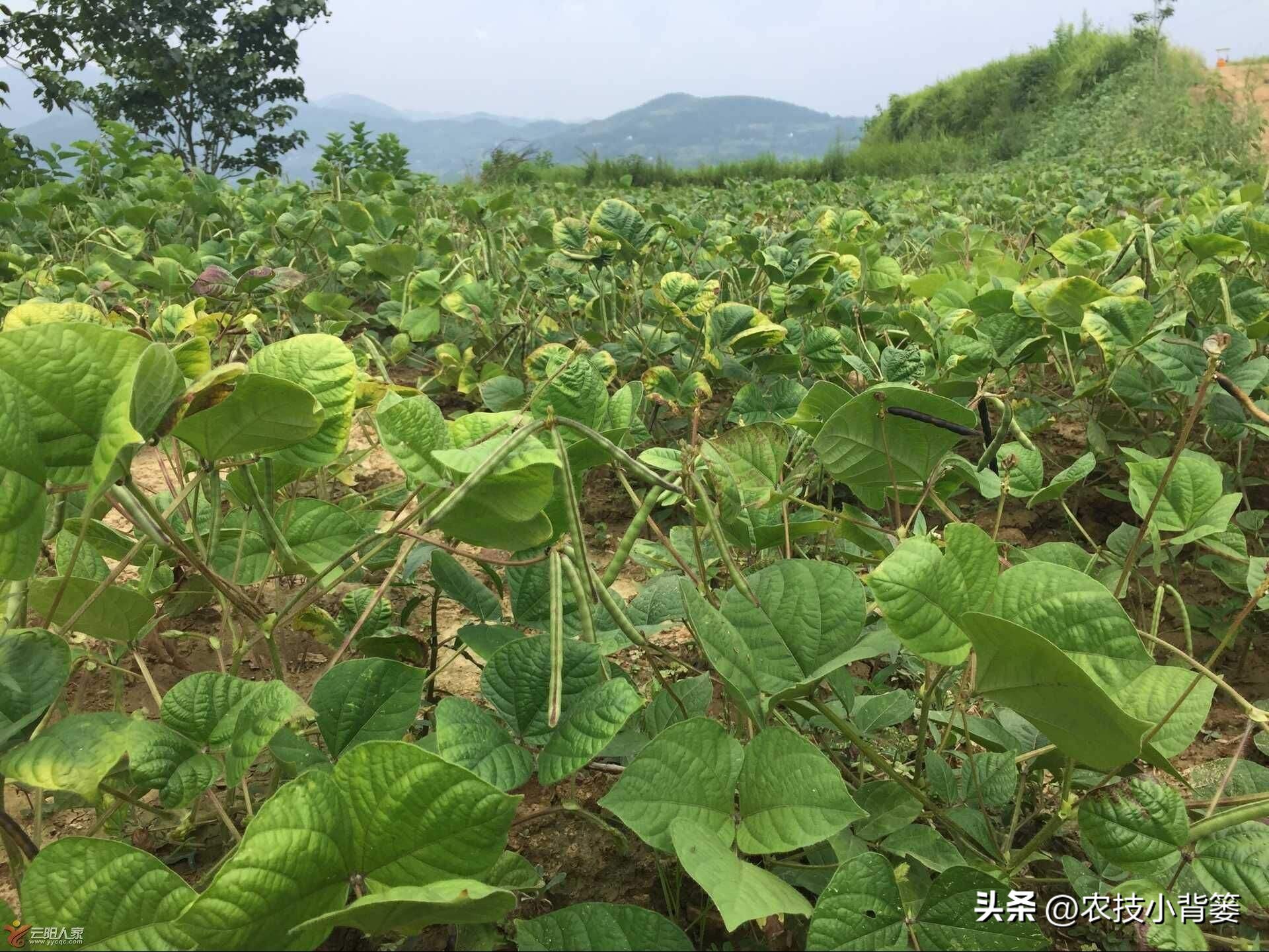 大家总结出了各种(绿豆怎样种植管理才能更高产？从播种到采收注意这11个方面)