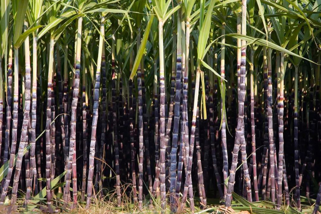 好意头!广西人不仅春节吃甘蔗,平时也少不了它