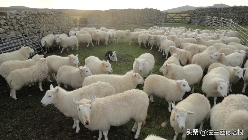 一堆羊的照片图片(羊了个圈！内蒙古一羊群连续3天转圈，越转越圆，犁地还是布阵？)