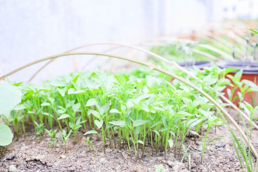 「责任教育 劳动课程」成都市双流区黄甲小学开发特色劳动种植课程