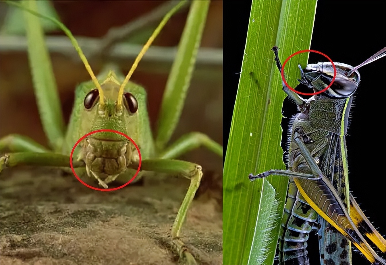 杀虫剂进入昆虫体内的三种途径